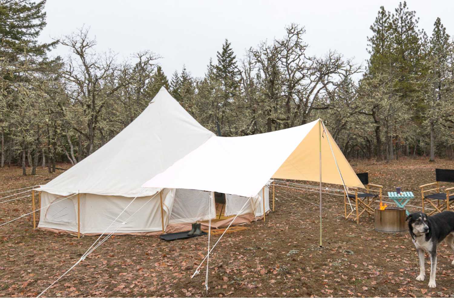 canvas bell tent set up for a fall hunting basecamp with a dog