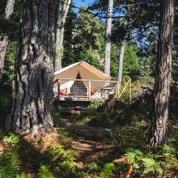 white canvas safari tent on platform in forest
