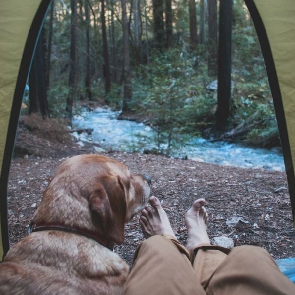 view from camping tent with dog and feet sticking outside